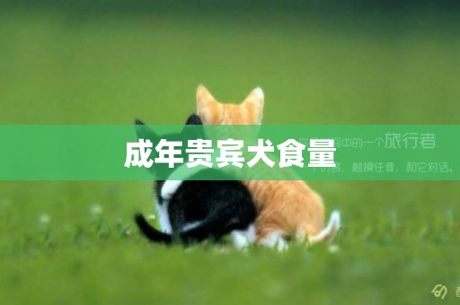 成年贵宾犬食量